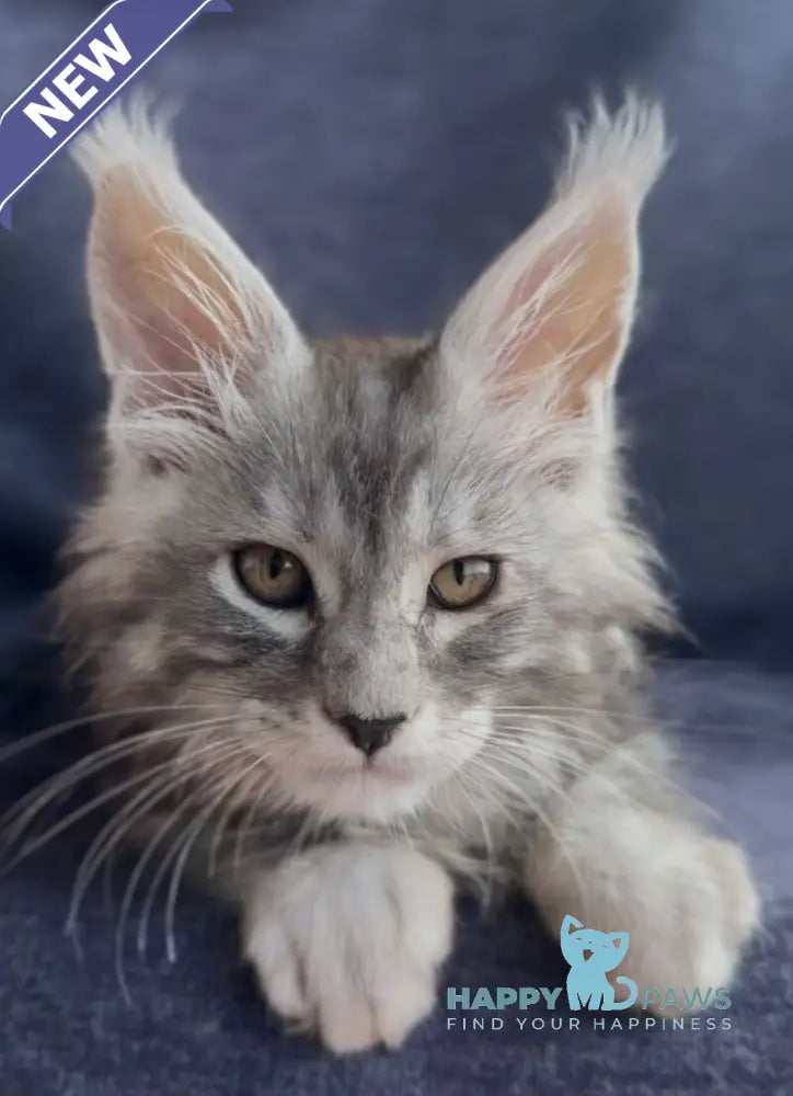 Versailles Maine Coon male black silver tabby live animals