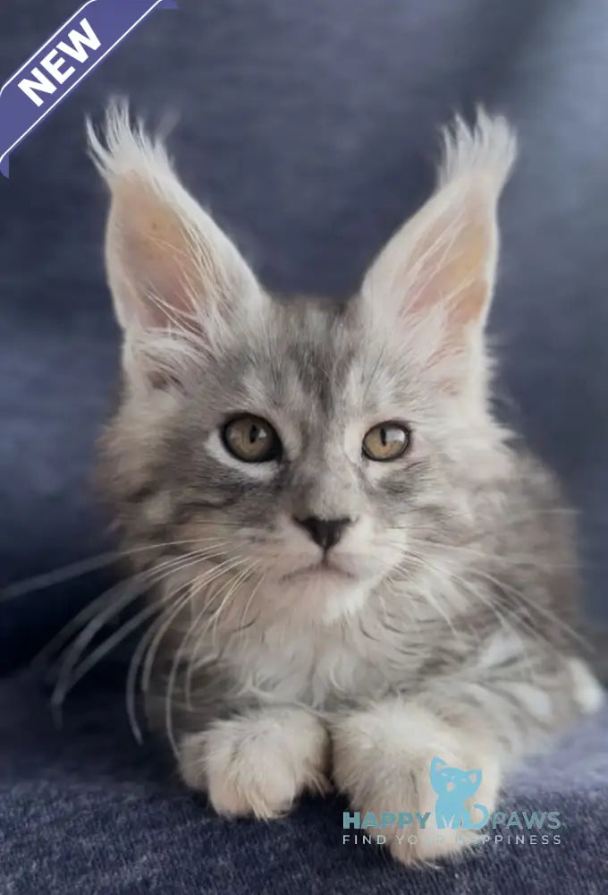 Versailles Maine Coon male black silver tabby live animals