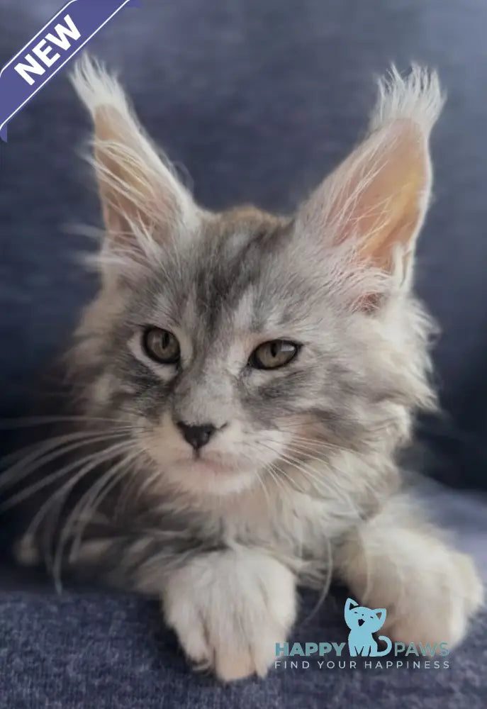 Versailles Maine Coon male black silver tabby live animals