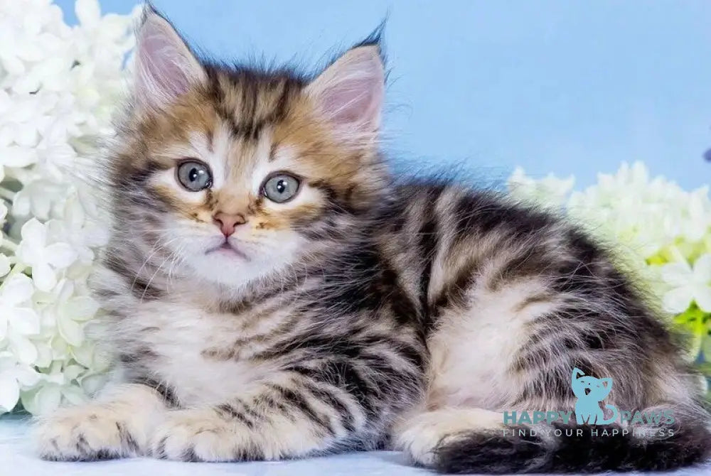 Vesna Siberian female black golden tabby - live animals