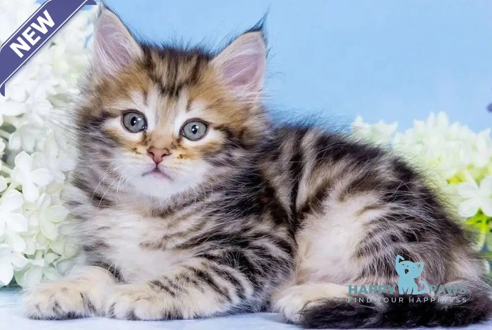 Vesna Siberian female black golden tabby - live animals