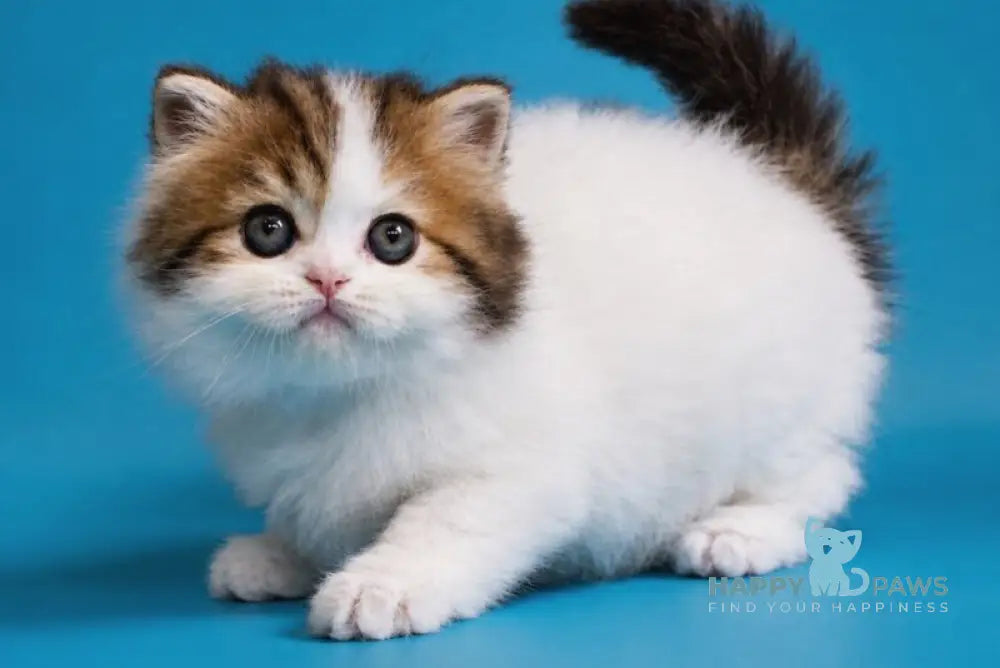 Vesnushka Scottish Straight female black tabby van - live animals