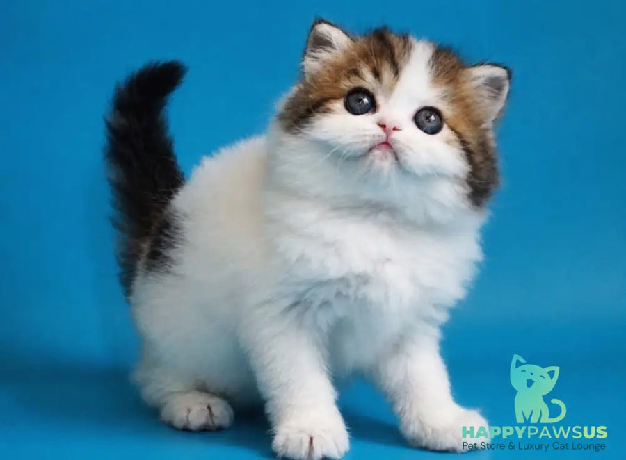 Vesnushka Scottish Straight female black tabby van - live animals