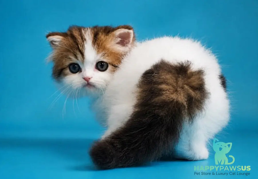 Vesnushka Scottish Straight female black tabby van - live animals
