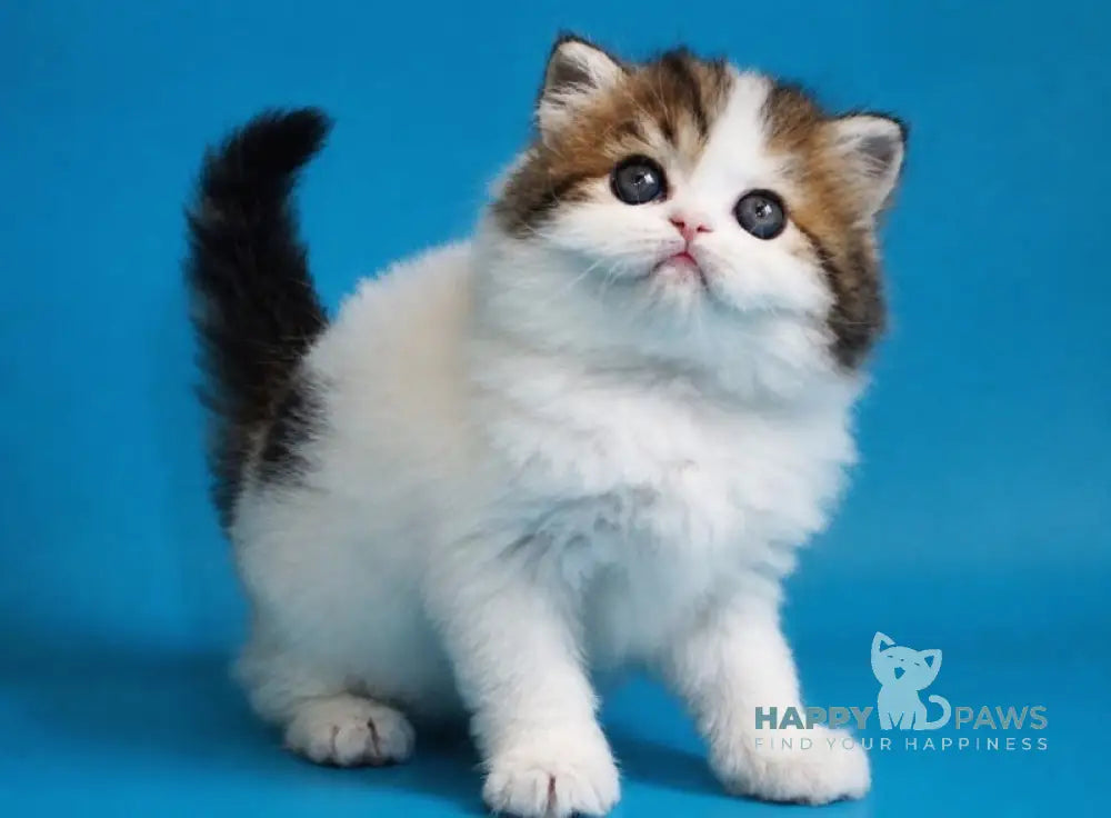 Vesnushka Scottish Straight female black tabby van - live animals
