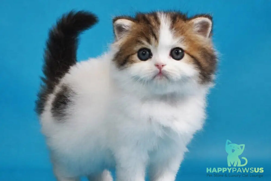 Vesnushka Scottish Straight female black tabby van - live animals