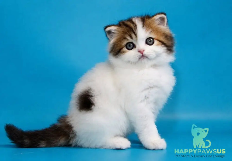 Vesnushka Scottish Straight female black tabby van - live animals