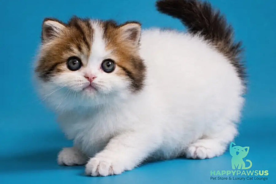 Vesnushka Scottish Straight female black tabby van - live animals