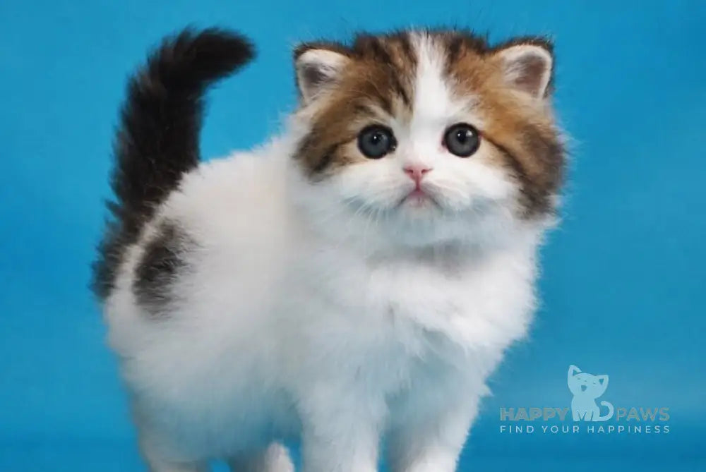 Vesnushka Scottish Straight female black tabby van - live animals