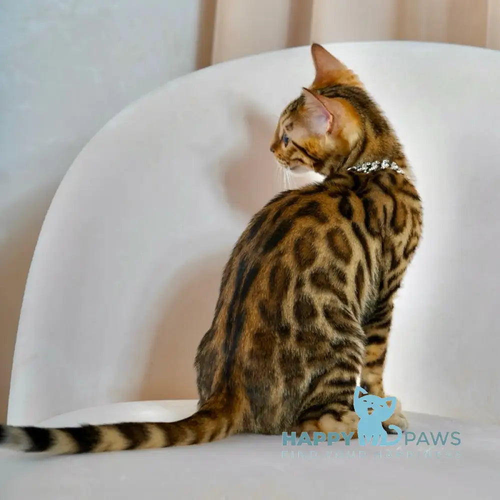 Vesper Bengal female black spotted tabby live animals