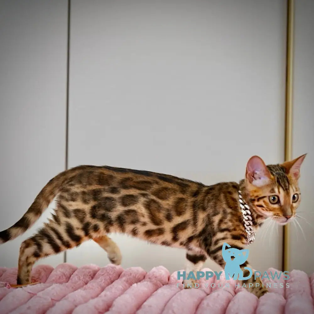 Vesper Bengal female black spotted tabby live animals