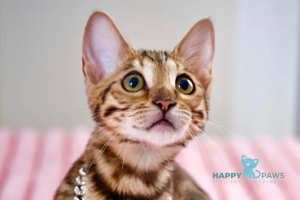 Vesper Bengal female black spotted tabby live animals