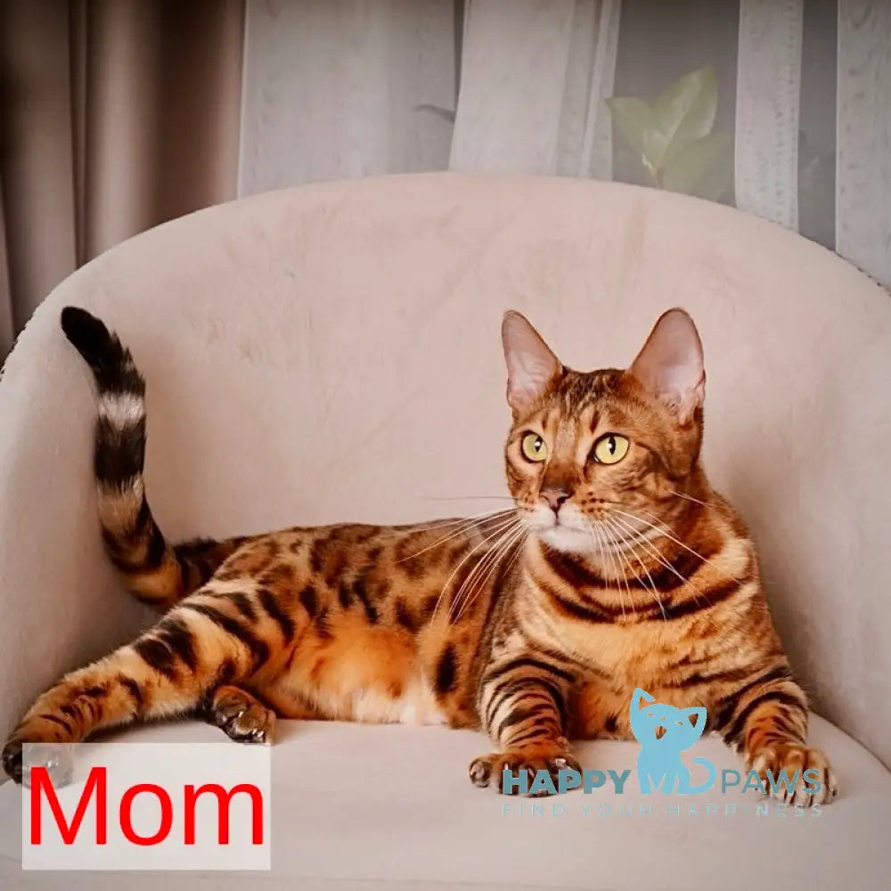 Vesper Bengal female black spotted tabby live animals