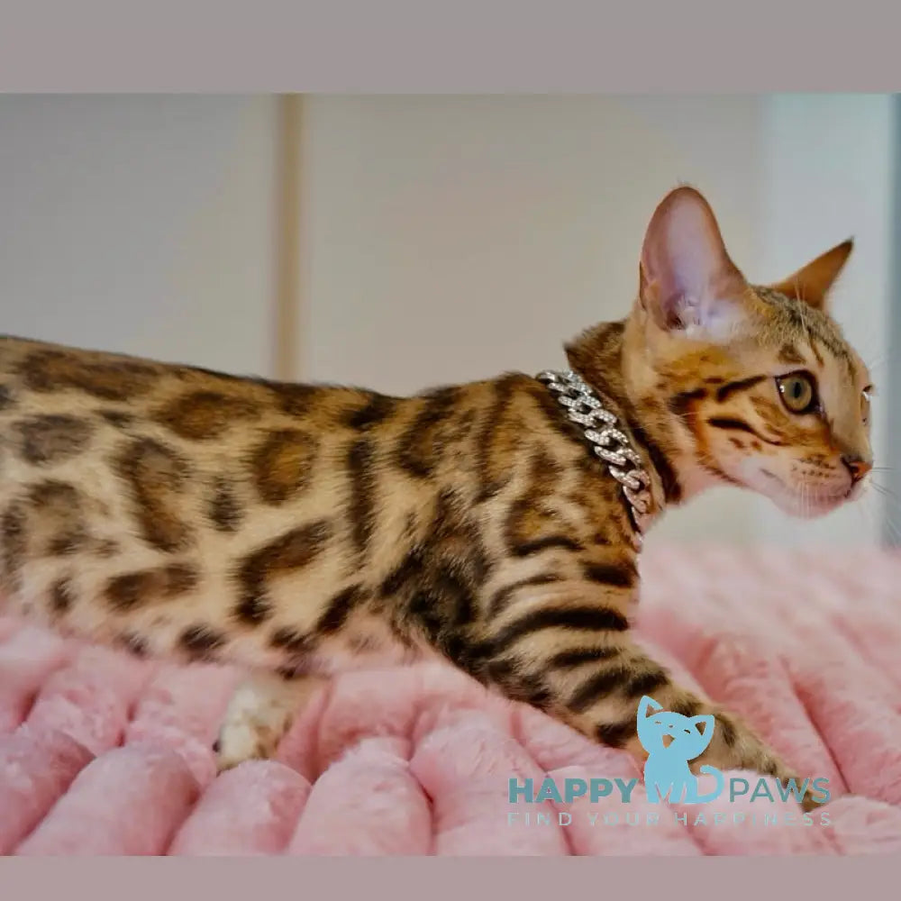 Vesper Bengal female black spotted tabby live animals