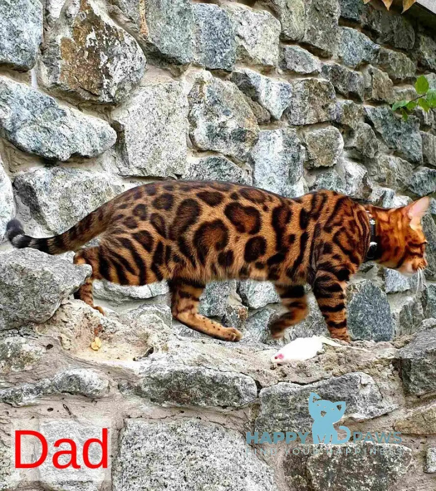 Vesper Bengal female black spotted tabby live animals