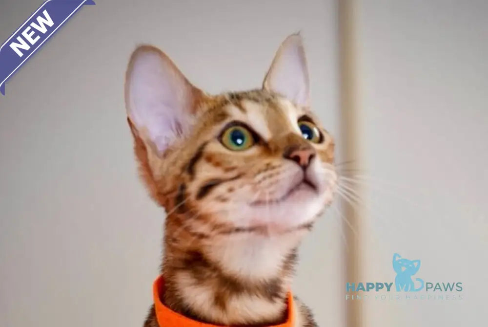 Vesper Bengal female black spotted tabby live animals