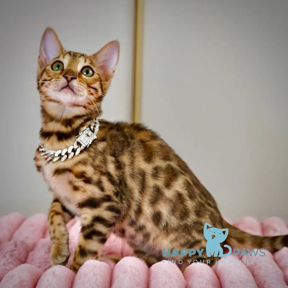 Vesper Bengal female black spotted tabby live animals