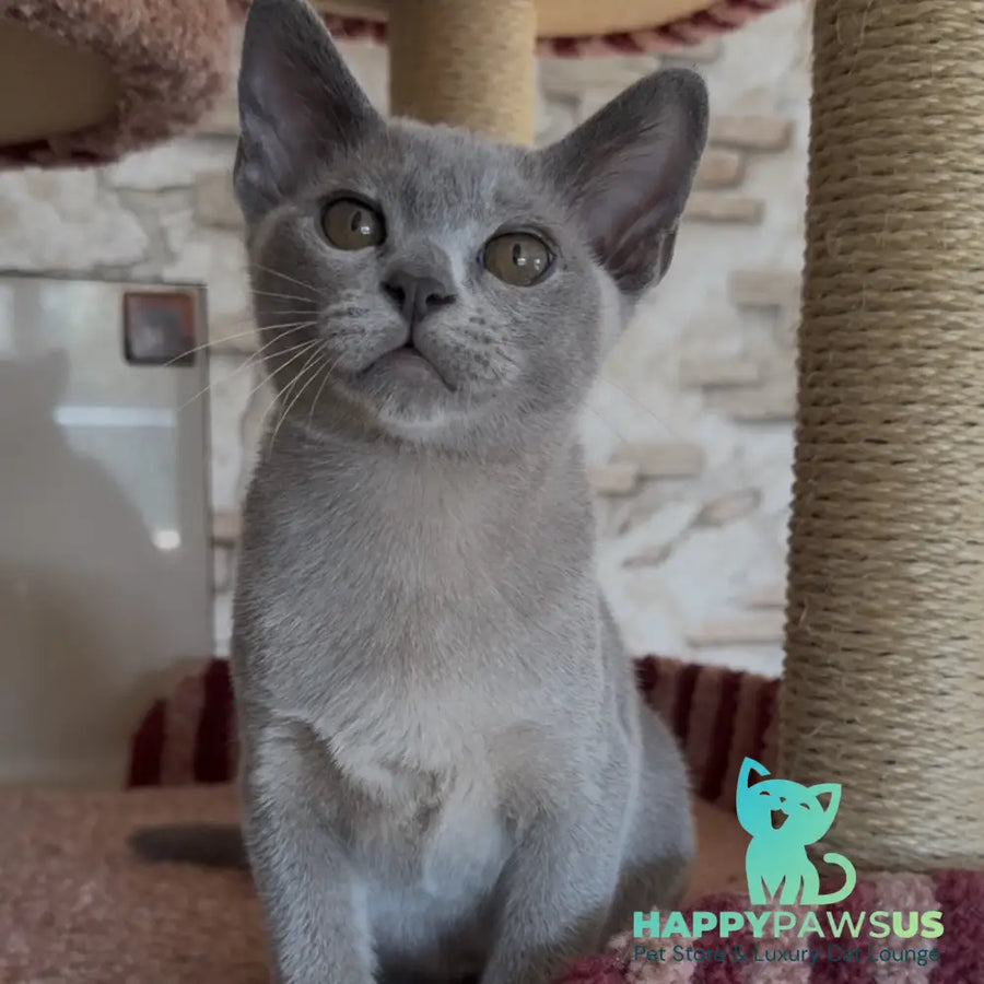 Vest Burmese male blue - live animals