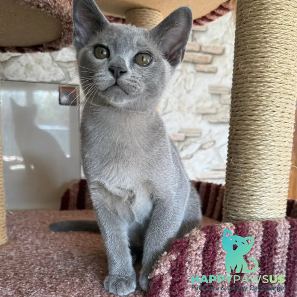 Vest Burmese male blue - live animals