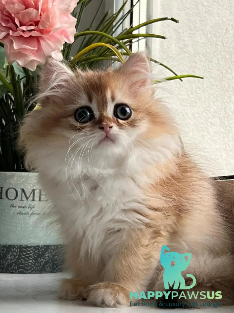 Vesta British Longhair female black golden chinchilla - live animals