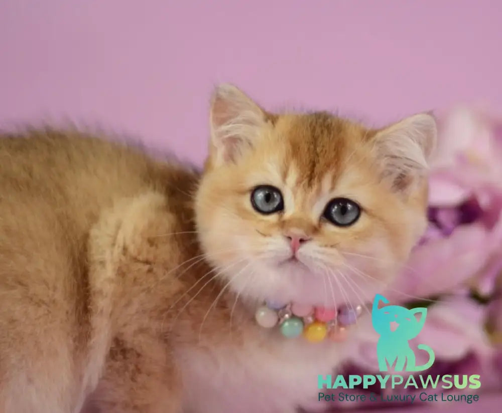 Vesta British Shorthair female black golden shaded - live animals