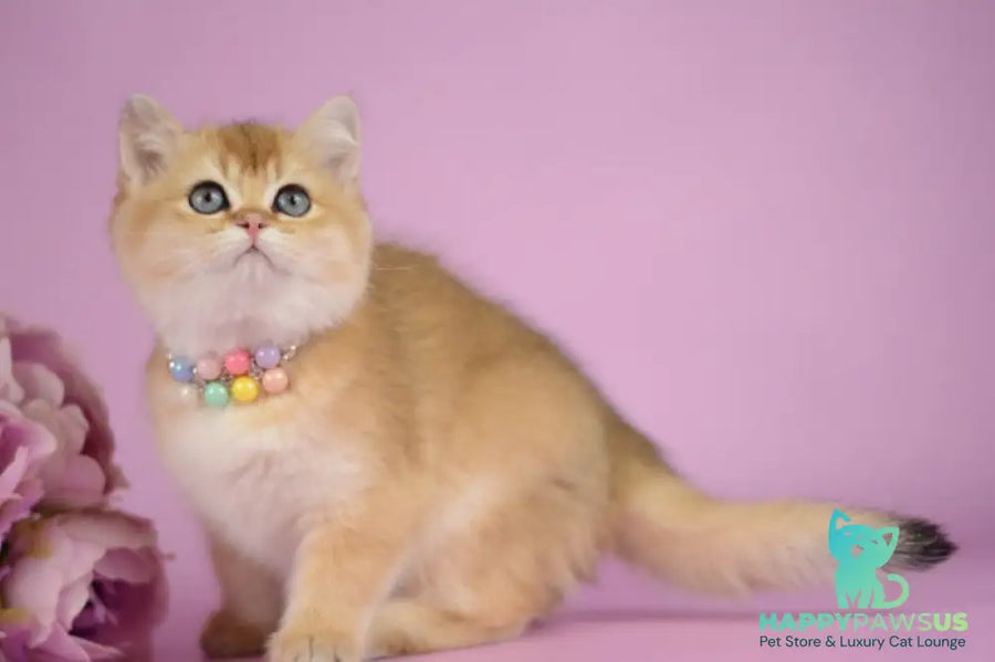 Vesta British Shorthair female black golden shaded - live animals