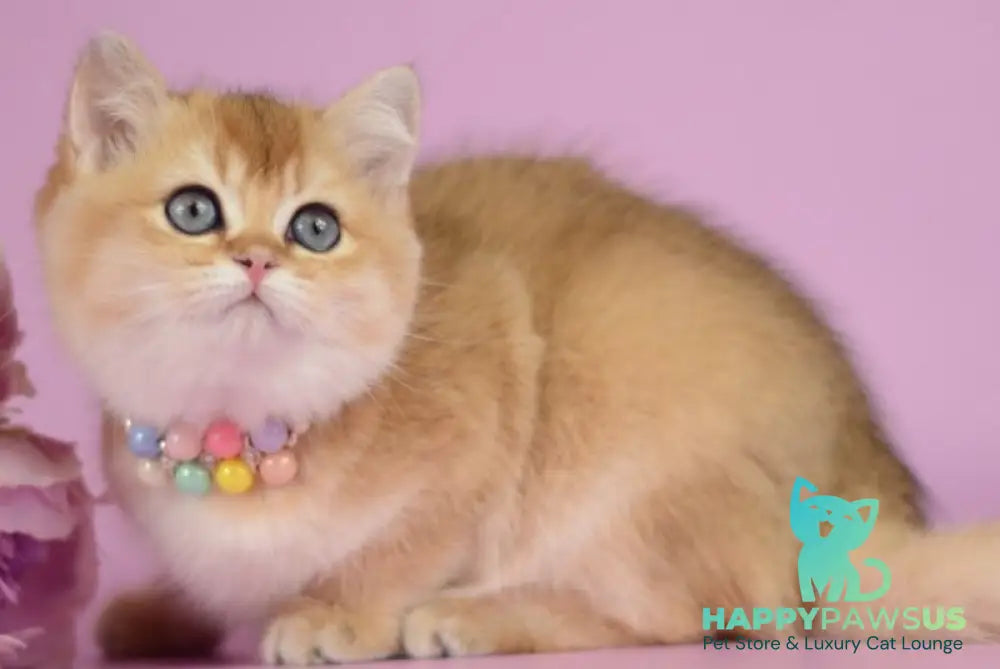 Vesta British Shorthair female black golden shaded - live animals