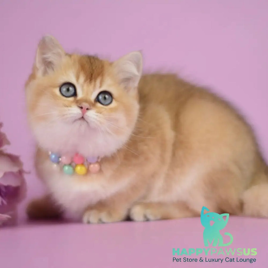 Vesta British Shorthair female black golden shaded - live animals