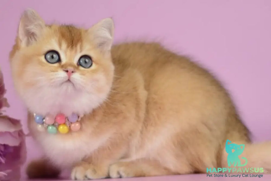 Vesta British Shorthair female black golden shaded - live animals