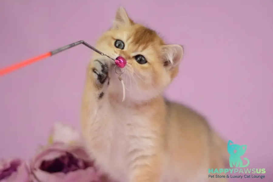 Vesta British Shorthair female black golden shaded - live animals