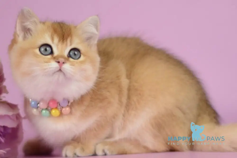 Vesta British Shorthair female black golden shaded - live animals
