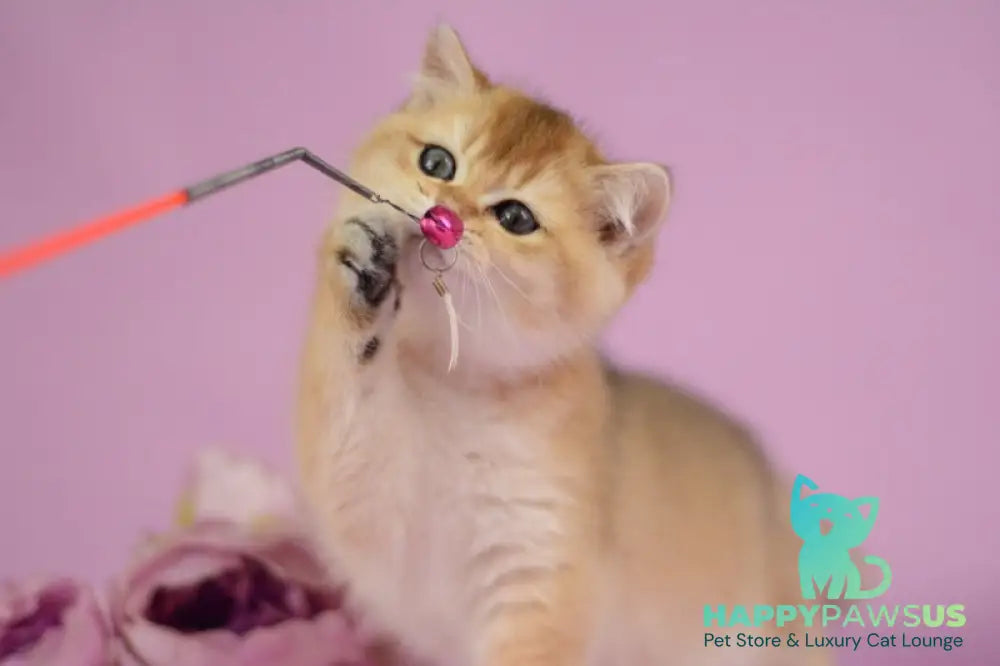 Vesta British Shorthair female black golden shaded - live animals