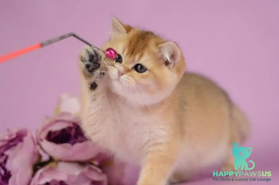Vesta British Shorthair female black golden shaded - live animals