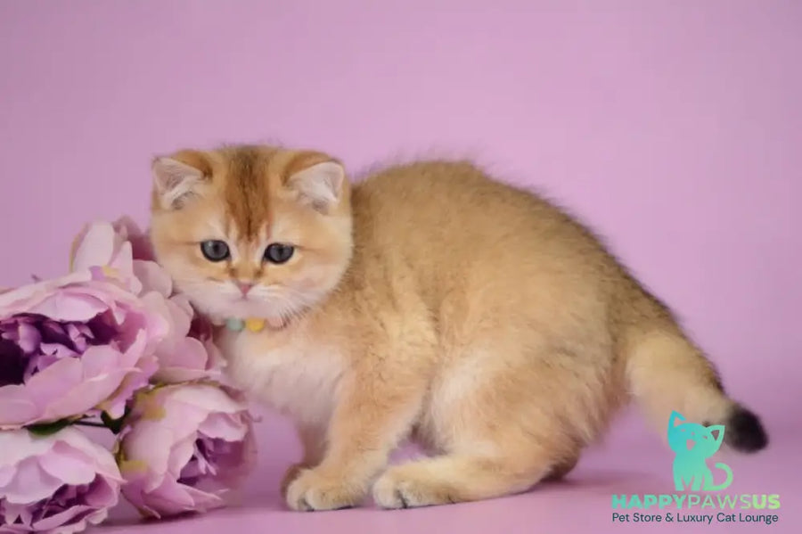Vesta British Shorthair female black golden shaded - live animals
