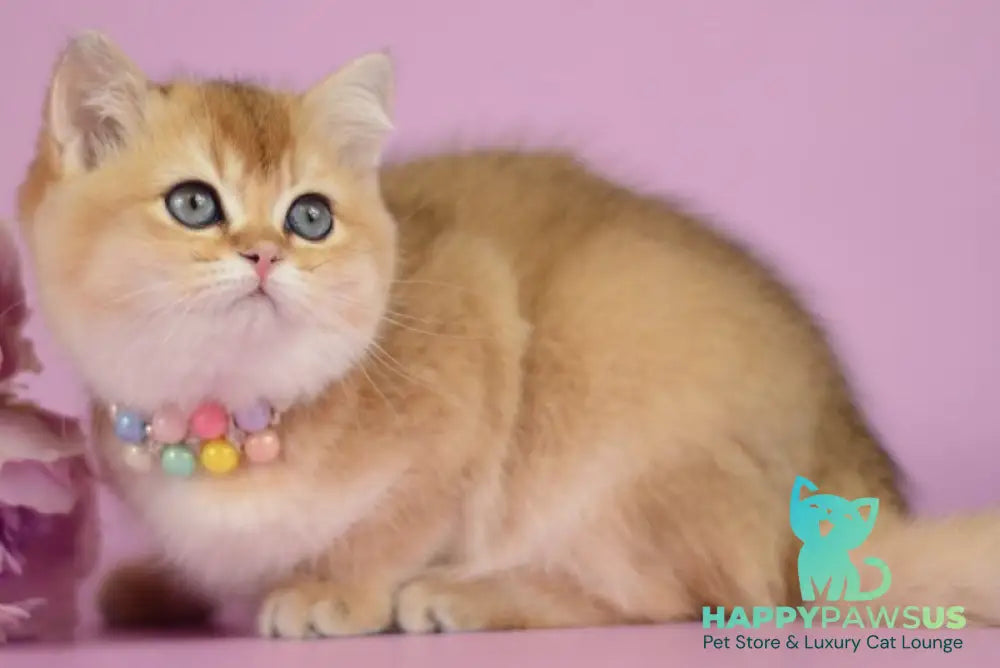 Vesta British Shorthair female black golden shaded - live animals