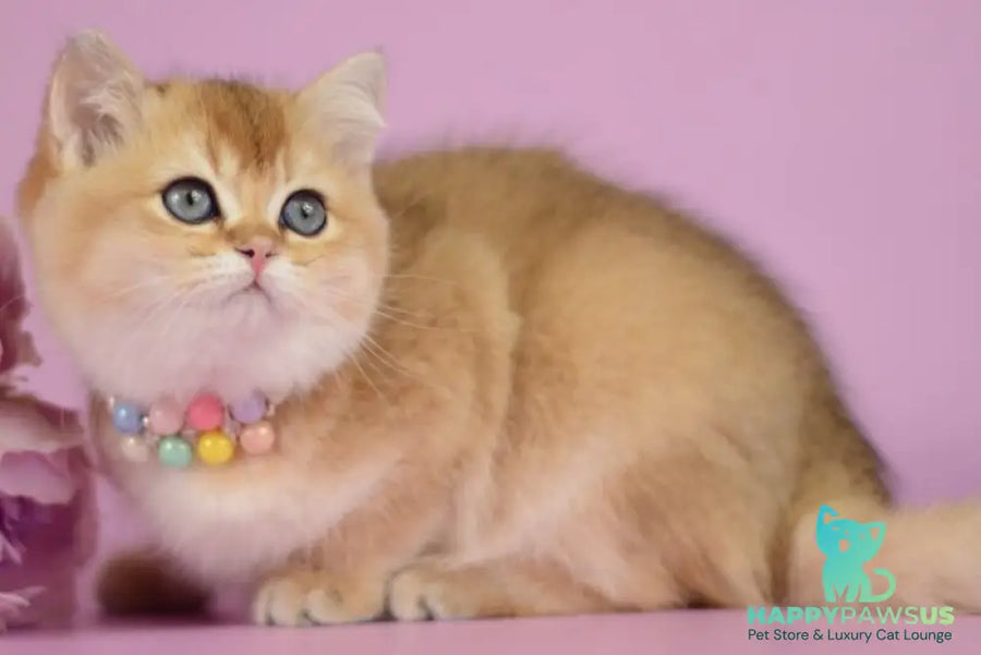 Vesta British Shorthair female black golden shaded - live animals