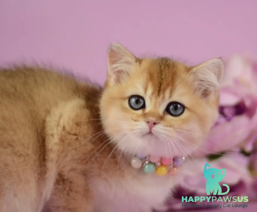 Vesta British Shorthair female black golden shaded - live animals
