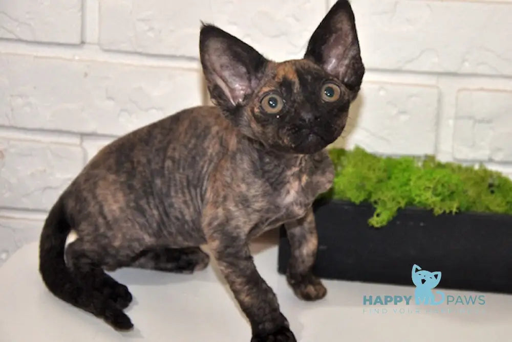 Vesta Devon Rex female black tortie live animals