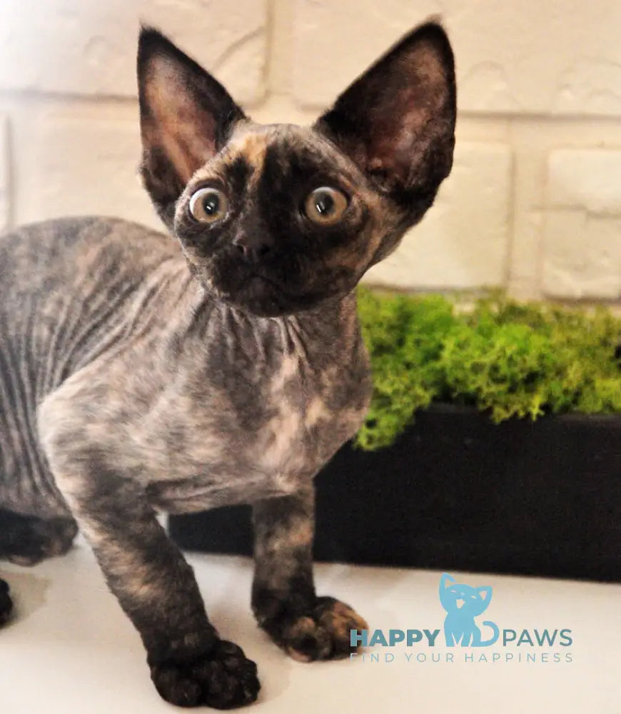 Vesta Devon Rex female black tortie live animals