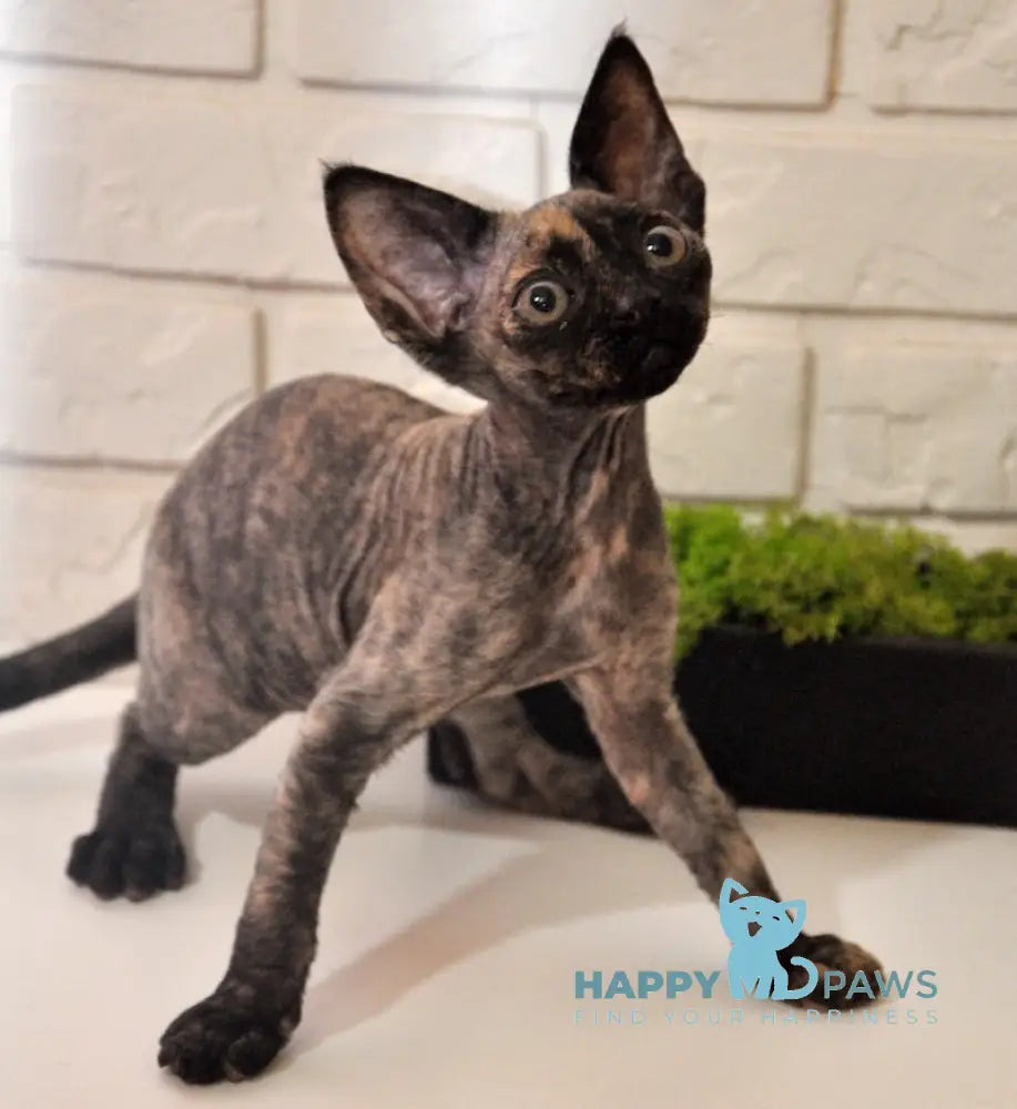 Vesta Devon Rex female black tortie live animals