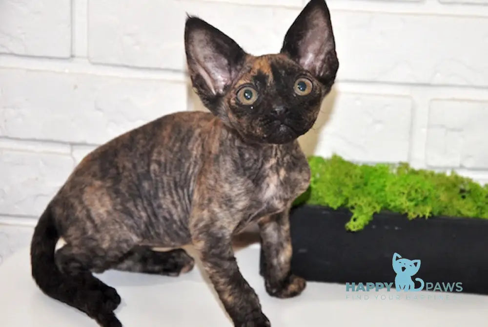 Vesta Devon Rex female black tortie live animals
