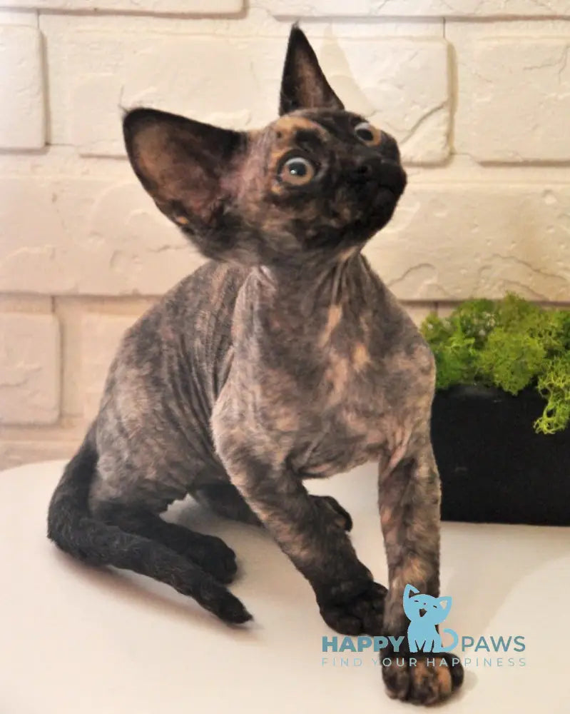 Vesta Devon Rex female black tortie live animals