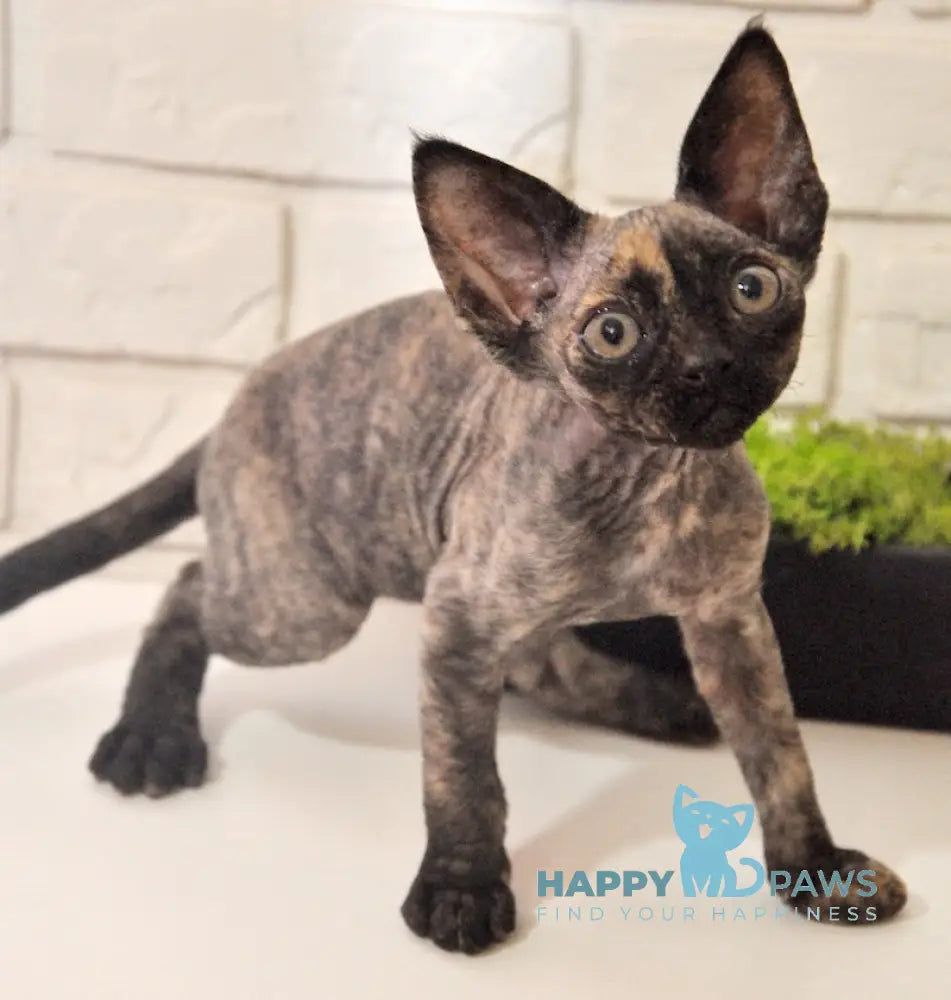 Vesta Devon Rex female black tortie live animals