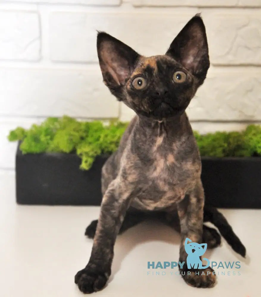 Vesta Devon Rex female black tortie live animals