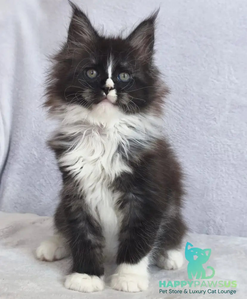 Vesta Maine Coon female black silver bicolour - live animals