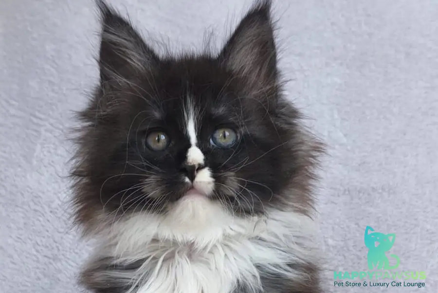 Vesta Maine Coon female black silver bicolour - live animals