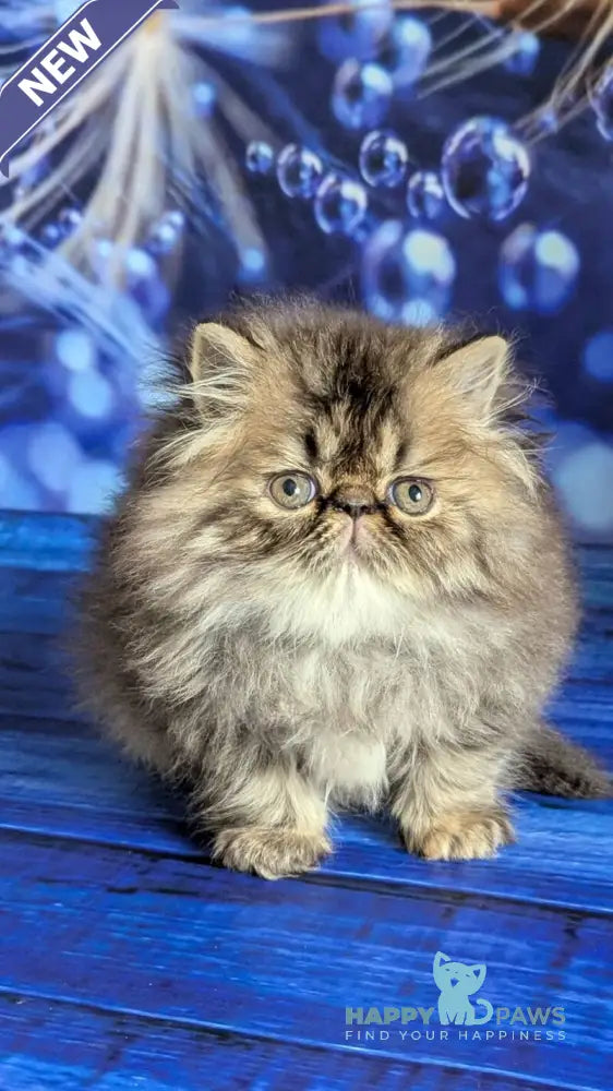 Vesta Persian female black tortie tabby live animals