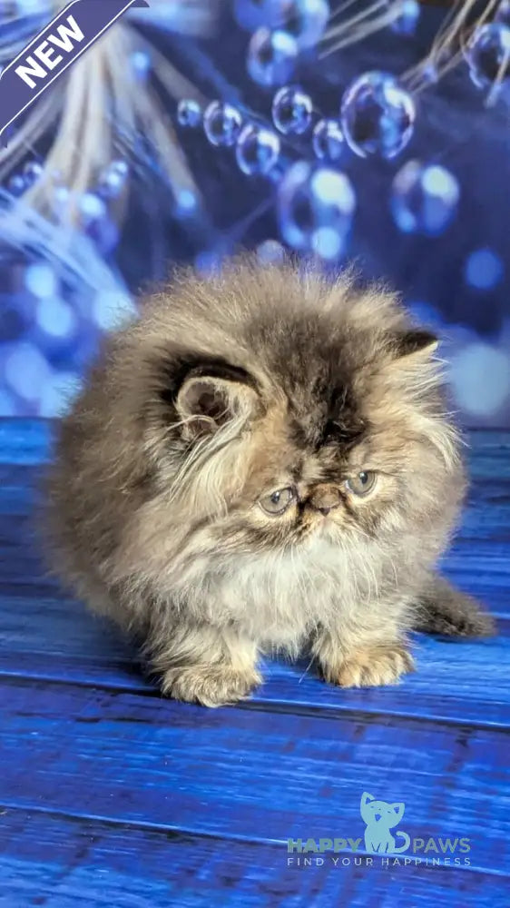 Vesta Persian female black tortie tabby live animals
