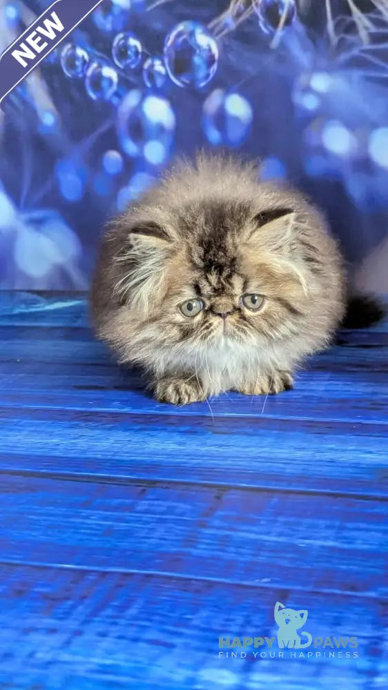 Vesta Persian female black tortie tabby live animals