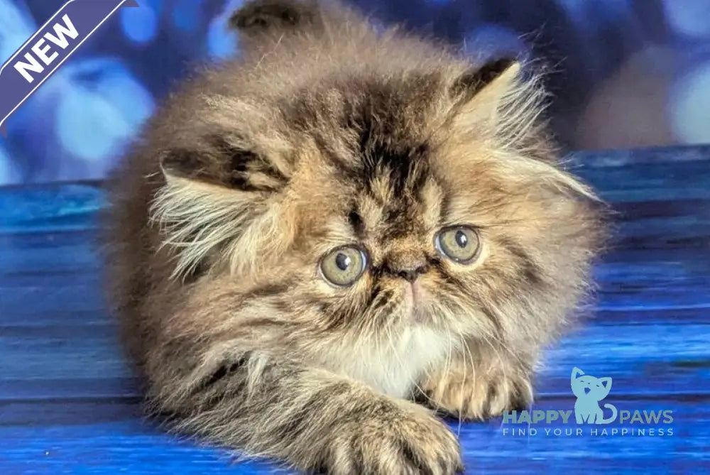 Vesta Persian female black tortie tabby live animals